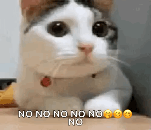 Cat saying no